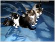 4 Beautiful Persian Kittens ready for Adoption !!!