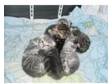 5 beautiful half russian blue kittens for sale. ready to....