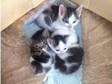 kittens for sale (£25). We are lovely and very friendly....