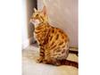 Bengal female 2 years old - brown spotted,  Berkshire