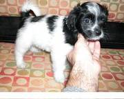 Havanese puppy for cute homes