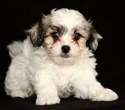 Shichon/ Bichon-Shih Tzu puppies for sale
