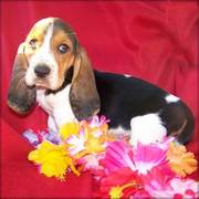 Basset Hound puppy for Adoption