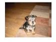 Adorable pedigree yorkshire terrier puppy. Little boy....