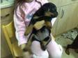 Rottweiler puppy,  8 weeks,  pedigree (£450). Rottweiler....