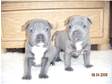 top quality blue staffy pups