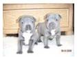 top quality blue staffy pups. THESE BLUE PUPS ARE BRED....
