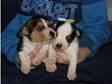Pretty Jack Russell Puppies For Sale (£175). 6 Weeks old....