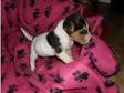 Cute Little Jack Russell Boy For Sale £180 (£180). Here....