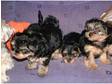 Yorkshire Terrier pups READY NOW