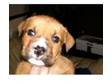 Bull Mastiff X Puppies for sale. Puppies have been hand....