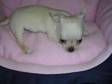 male fawn chihuahua puppy. One male Fawn chihuahua puppy....