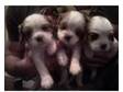 Gorgeous puppies ready for new homes 28 Jan 10. We are....