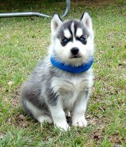Blue Eyes Siberian husky puppies for sale